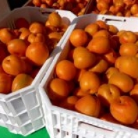 Apricots at Santa Monica's Farmers' Market