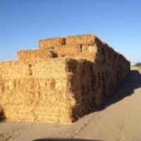 Avila and Sons Farms Selling Oat Hay